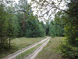 Forest in Khvastovichsky District