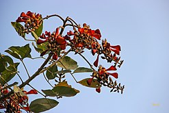 মান্দার ফুল তেতুলের সাথে মিশিয়ে লবন মরিচ দিয়ে ভর্তা করে খেতে খুব স্বাদ। এই তথ্য অনেকে জানে না।