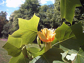 ხეტიტას ლირიოდენდრონი (Liriodendron tulipifera)