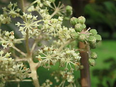 Fleurs et fruits