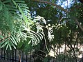 Senegalia berlandieri foliage and flowers