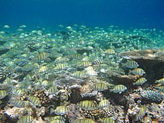 Un banc de chirurgiens bagnards (Acanthurus triostegus)