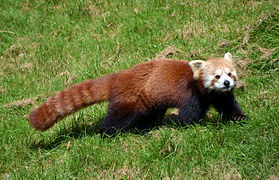 Ailurus fulgens (Ailuridae)