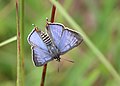 Dorsal view (male)