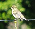 Carduelis barbata (ženka)