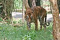 Bengal tiger