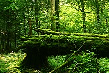 Photographie couleur d'un sous-bois dans lequel un tronc d'arbre est recouvert de mousse.