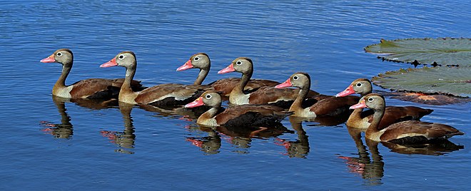 Black birds swimming in a row