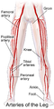 Illustration depicting main leg arteries (anterior view).