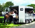 A horse being put into a trailer