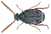 Bruchidius nalandus