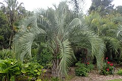 Butia eriospatha[англ.]