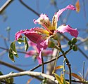 Sinandro (estambres monadelfos y sinantéreos) en el palo borracho, Chorisia speciosa, otra malvácea.