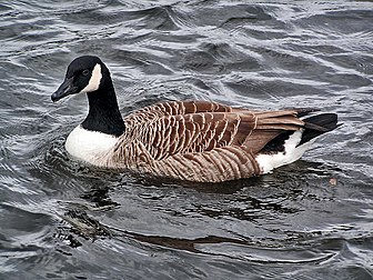 Un bernache du Canada (Branta canadensis). (définition réelle 1 024 × 768*)