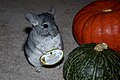 Chinchilla Squash