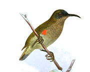 brownish sunbird with paler underparts and small red patch on sides