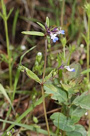 Collinsia parviflora near The Dalles, Oregon