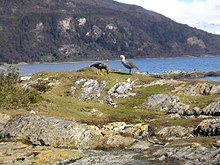 Vue de la lagune ornée d'un couple d' ouettes de Magellan ou Cauquen commun (Chloephaga picta)