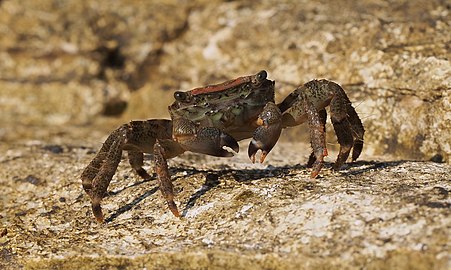 Краба (Pachygrapsus marmoratus)