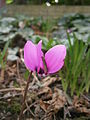 Cyclamen pseudibericum flowering