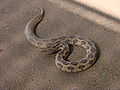 Daboia russelii, Russell's viper