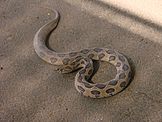 Russell's viper (Daboia russelli)