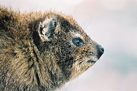 Profil de Daman du Cap - Afrique du Sud