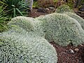 Jardin botanique Viejo y Clavijo sur l'île de Gran Canaria, Canaries, Espagne.