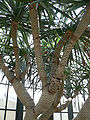 Canary Islands Dragon Tree