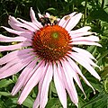 Echinacea purpurea.