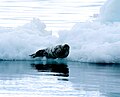 Bearded seal (Erignathus barbatus) on ice flow in Wager Bay