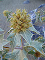 Un ejemplo de cardo del género Eryngium: Eryngium maritimum, el «Cardo corredor».