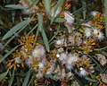 Flowers and buds in Perth