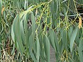 mature leaves and buds