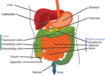 Labeled abdominal anatomy including segments of large and small bowel.