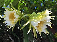 Fleurs de Hylocereus undatus.