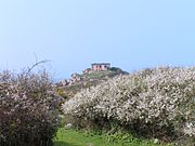 Flora dell'isola di Milliau