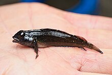 A small, black fish with large eyes resting on the palm of a hand.