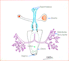 Reproductive anatomy sketch by es:User:Estefanía Alonso Gómez