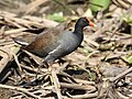 Everglades National Park