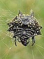 Ventral view, in North Carolina