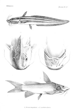 Два мадагаскарських види сомів: Plotosus anguillaris і Ancharius fuscus