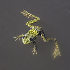 Picture of the Day (1 August 2024): Edible frog[a][b]