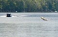 Gulf sturgeon jumping near Rock Bluff, Suwannee River, Florida; July 2007.