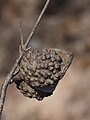 Old, opened fruit.