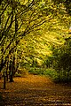 L'automne au bois du Laerbeek