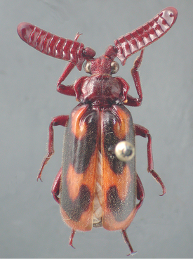 Heteropaussus hastatus (Westwood, 1850)