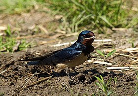 Hirundo rustica