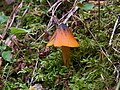 !!Hygrocybe conica!!