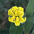 Phlomis cretica (Tribù Phlomideae)